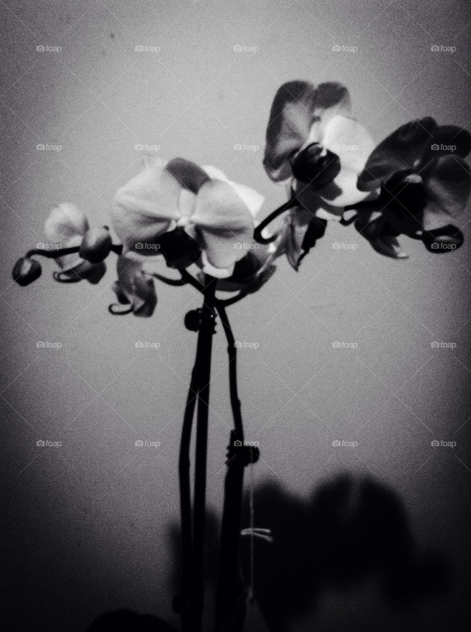 Blue orchids, black and white 