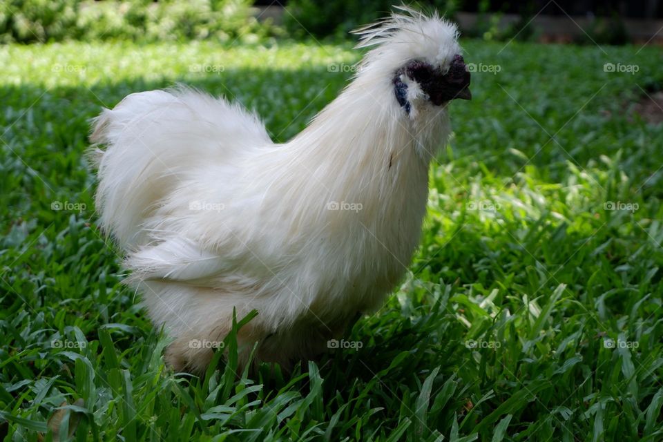A fluffy white rooster with a black mouth is walking on the lawn.