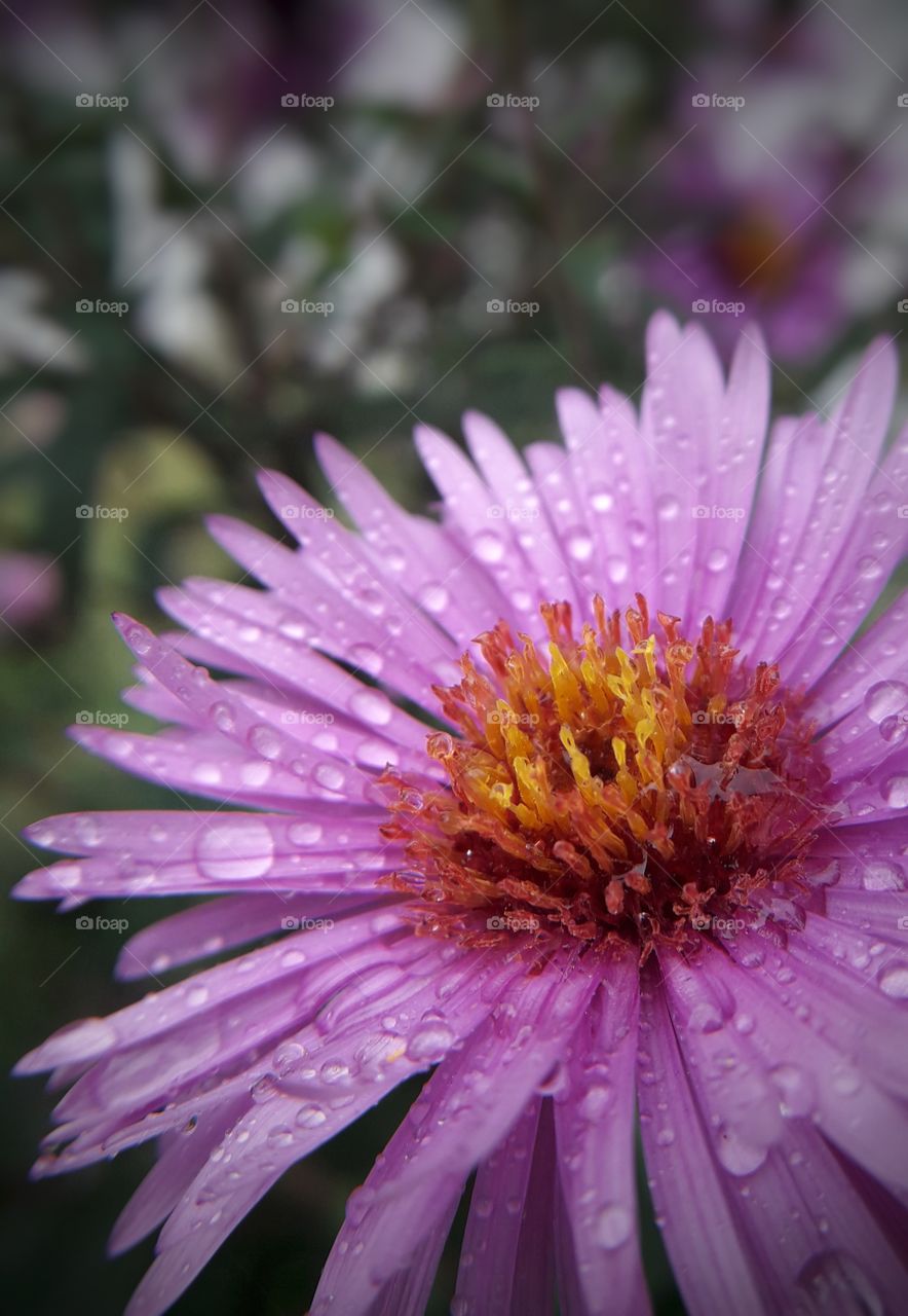 Dew on the purple flower