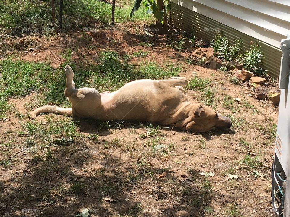 Bear is rolling around scratching his back just feels so so good! Silly boy. 