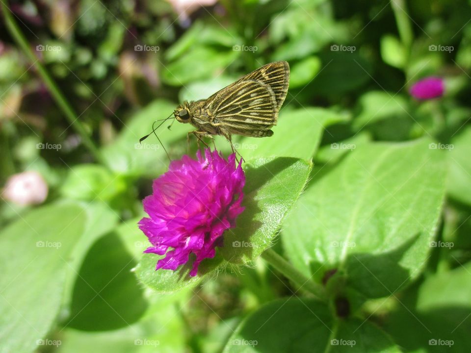 Skipper butterfly