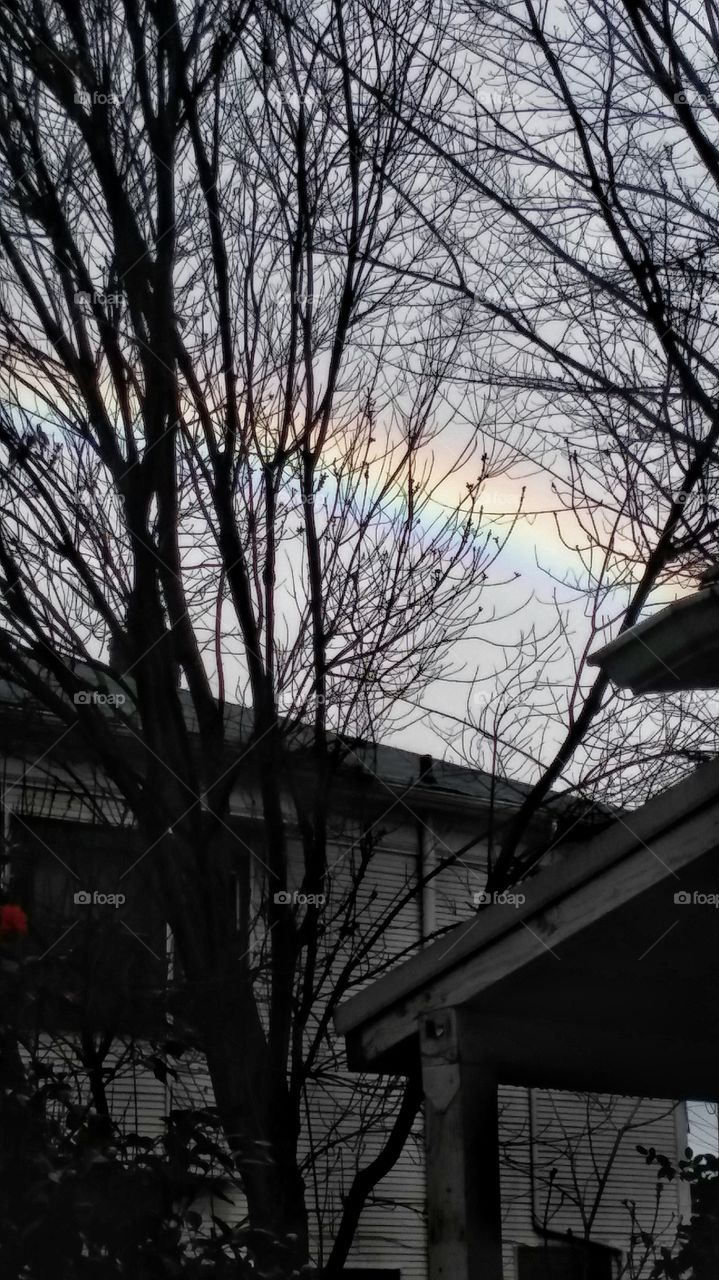 rainbow through the trees