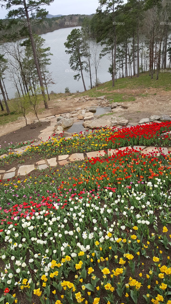 water spring fountain flowers bloom blossom tulip pedal path no one Environmental