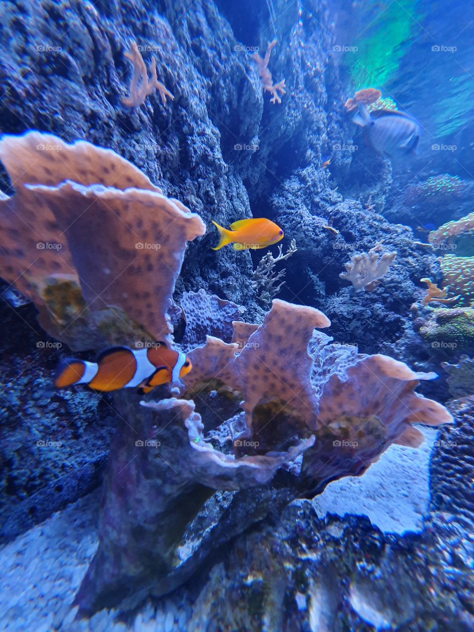 i found Nemo.