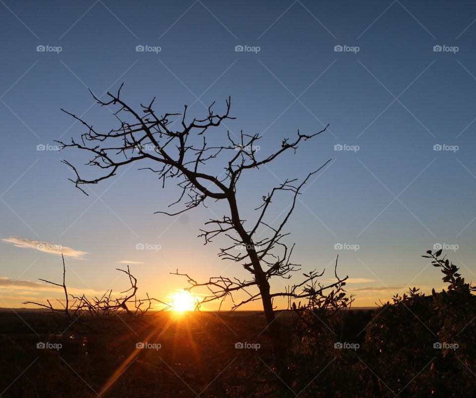 Sunset, Dawn, Landscape, No Person, Tree