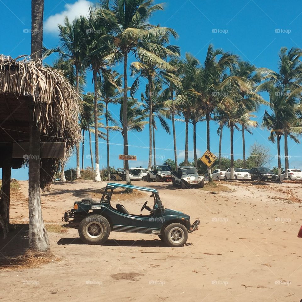 Praia em Pernambuco , belos coqueiros e buggy. Vista tropical de praias brasileiras! 