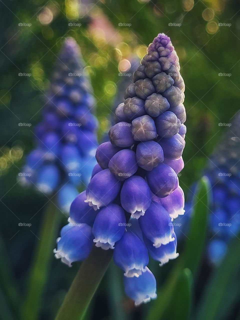 Blue grapes open their flowers one by one in spring.