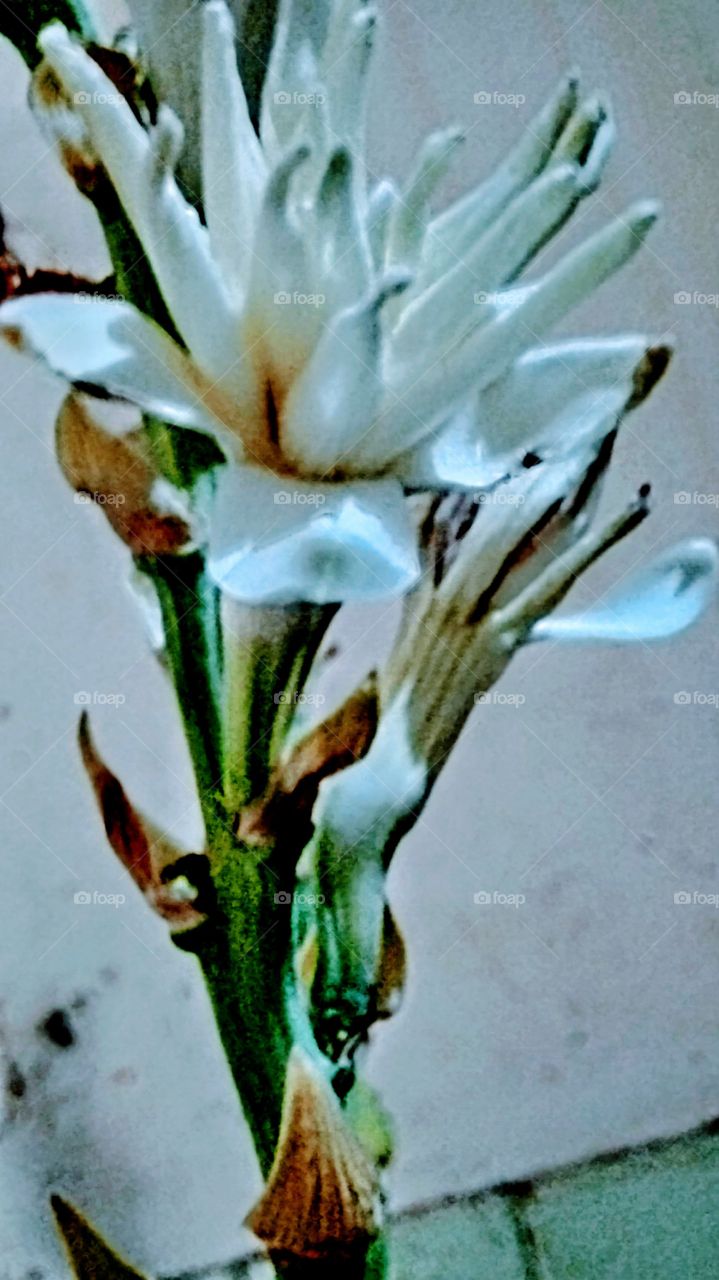 Tuberose flower