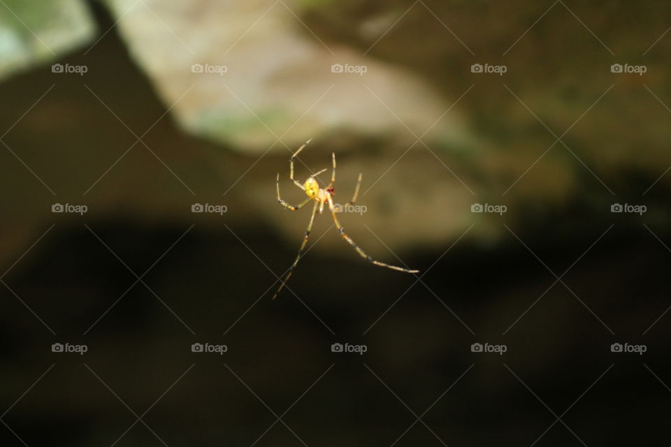 spider