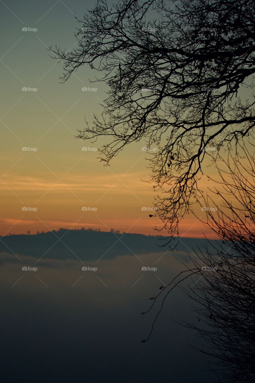 Silhouette of trees during sunset