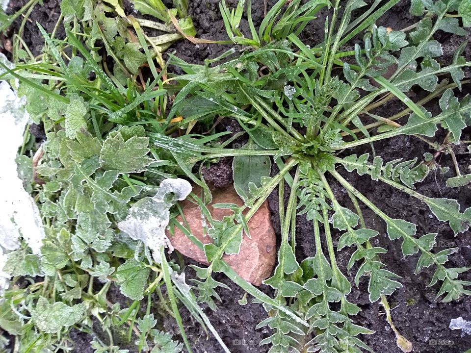 Flora, Leaf, Nature, Food, Agriculture