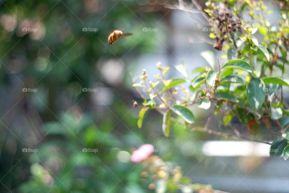 bee