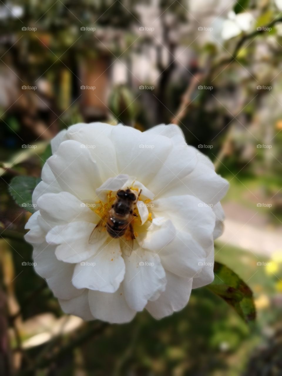 bee
flower
abeja
rosa
rosa blanca
rose