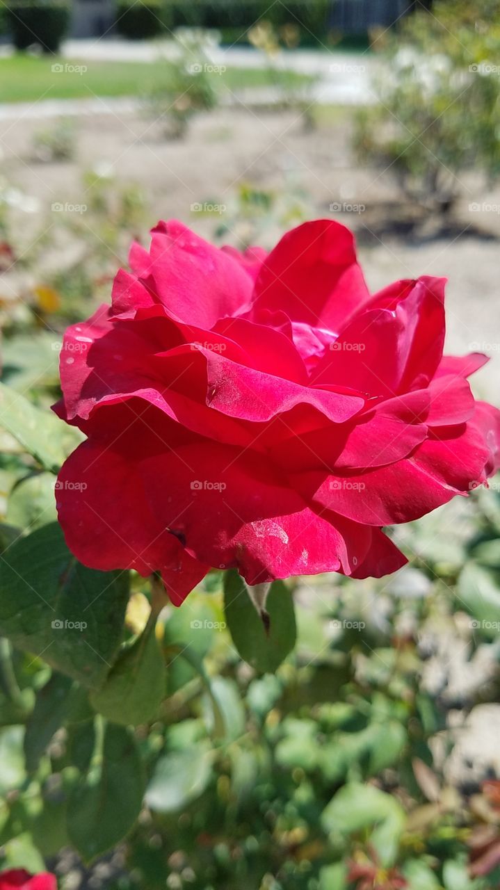 gorgeous red rose