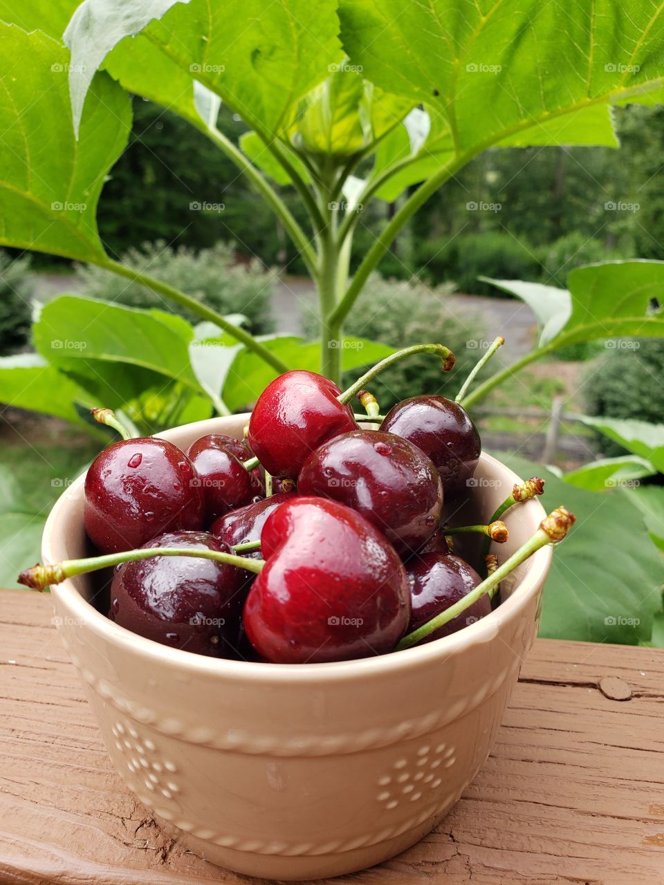 Juicy delicious cherries
