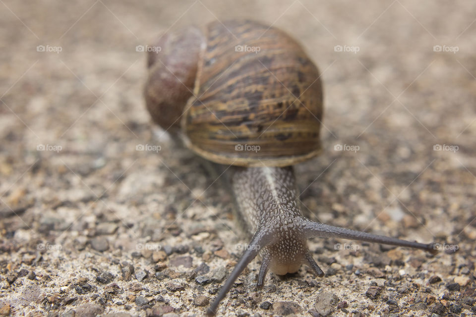 Snail