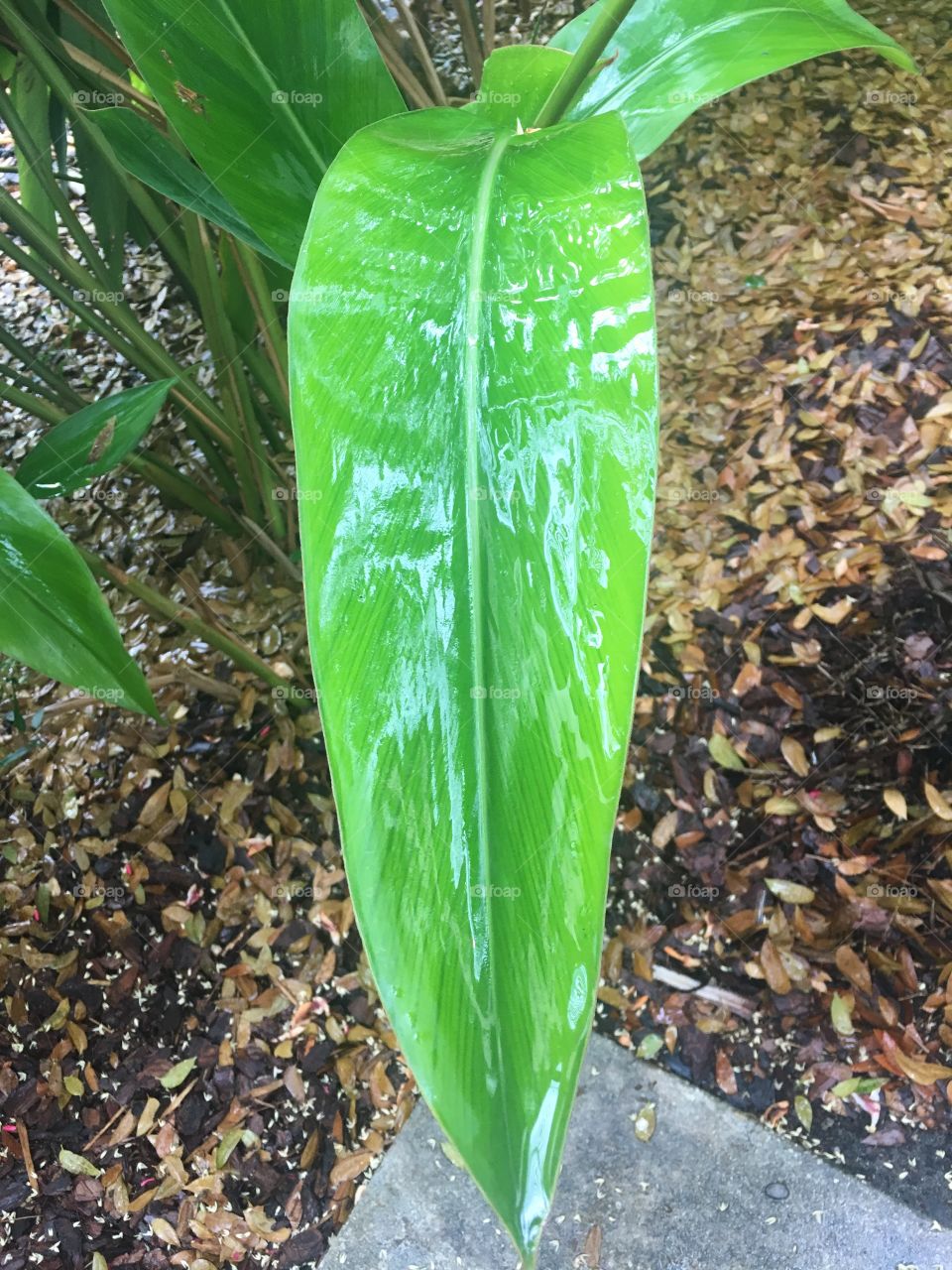 Big Wet Leaf