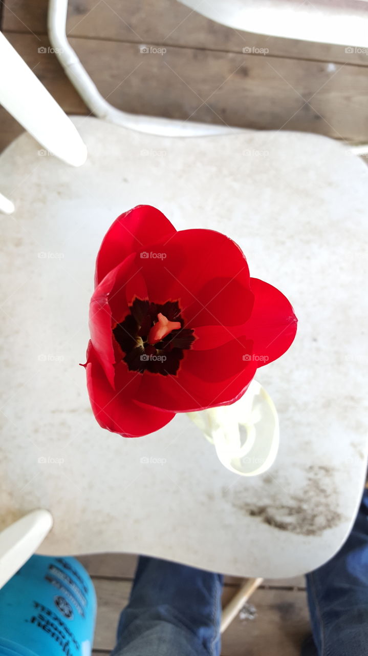 Red Tulip