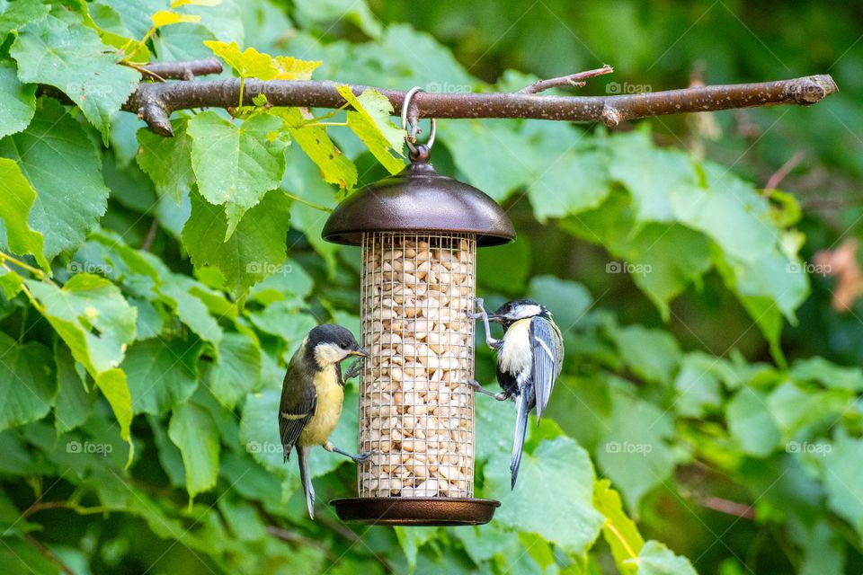 Birds at bird feeder