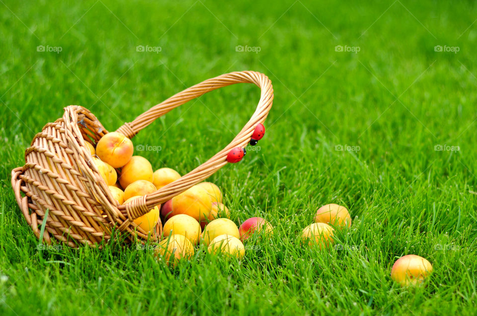 Fresh apricots summer fruits in basket on green grass background 