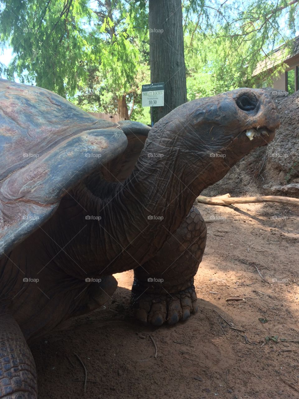 A tortoise at the zoo