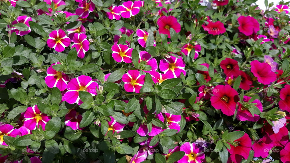 petunias