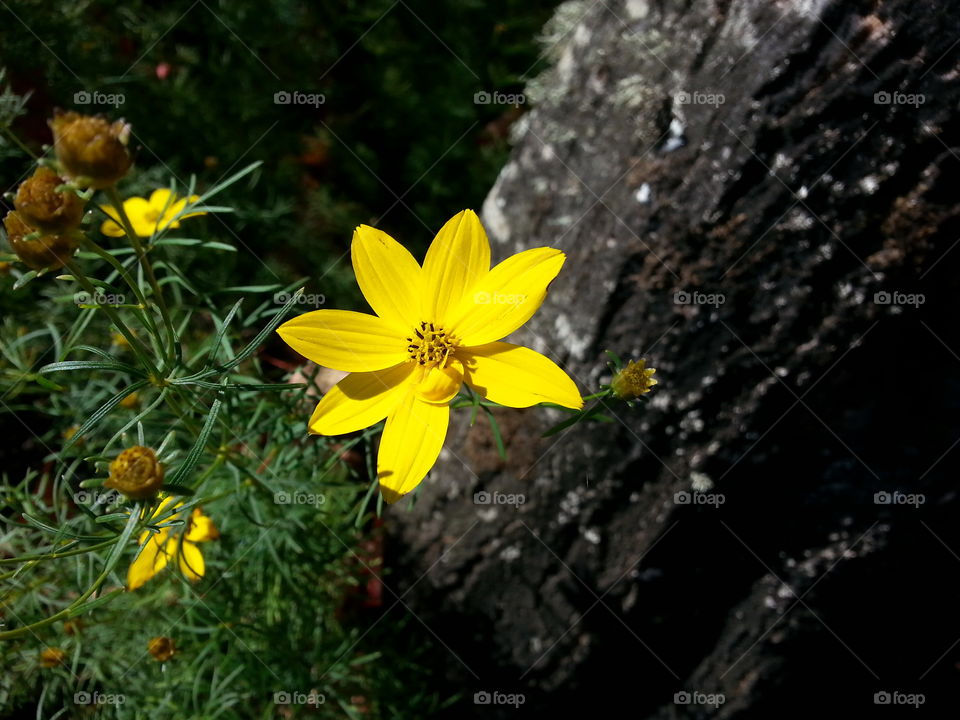 daisy. yellow