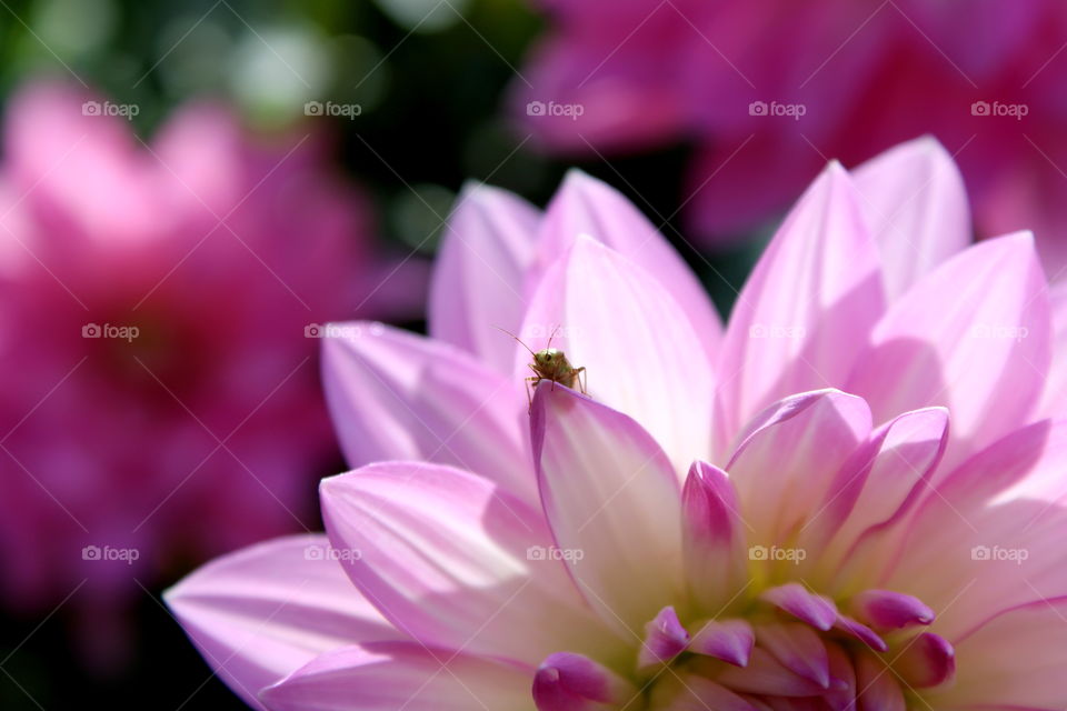Small insect sitting on the pink flower