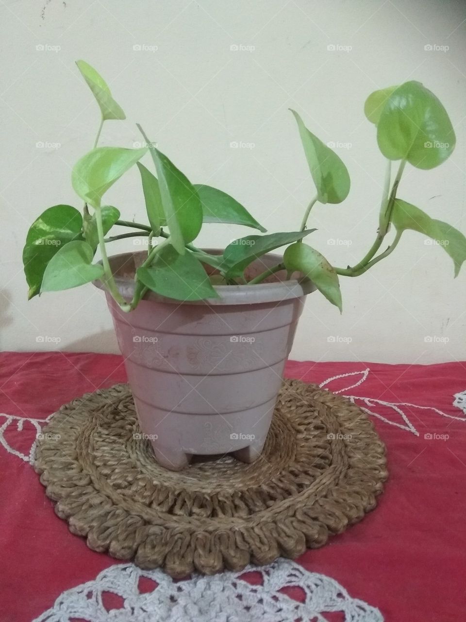 beautiful money plant