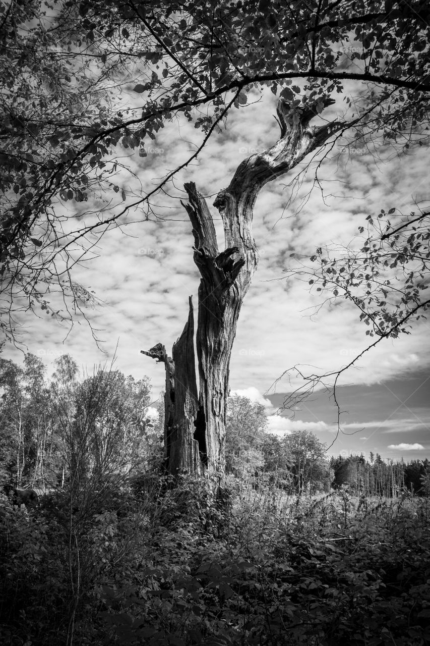 a black and white portrait of a dead, dry and cracked tree truck standing at the edge of a forest in front of an open field.