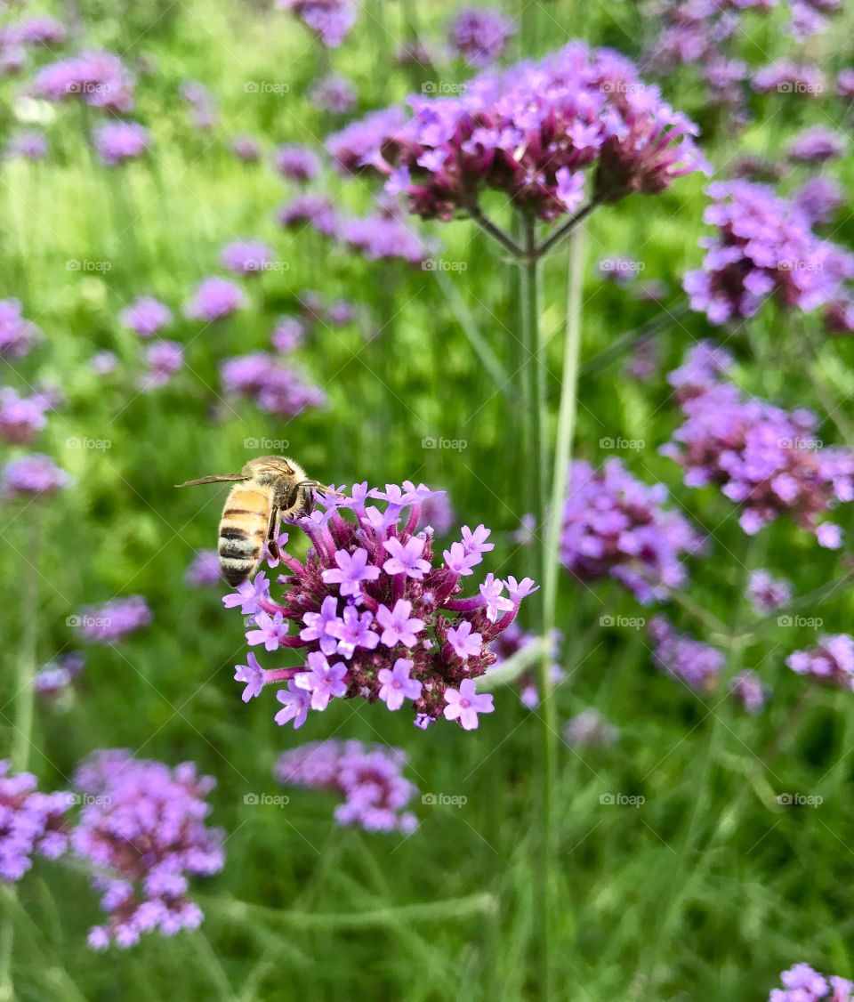 Bee in Flower Garden