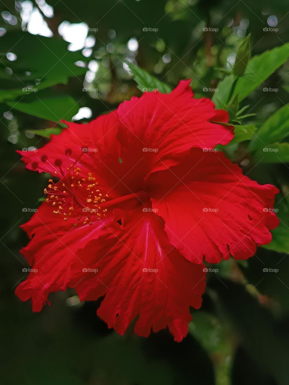 Red Hibiscus