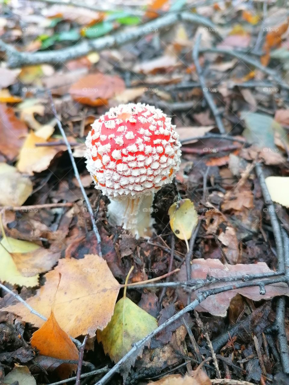 Mushroom