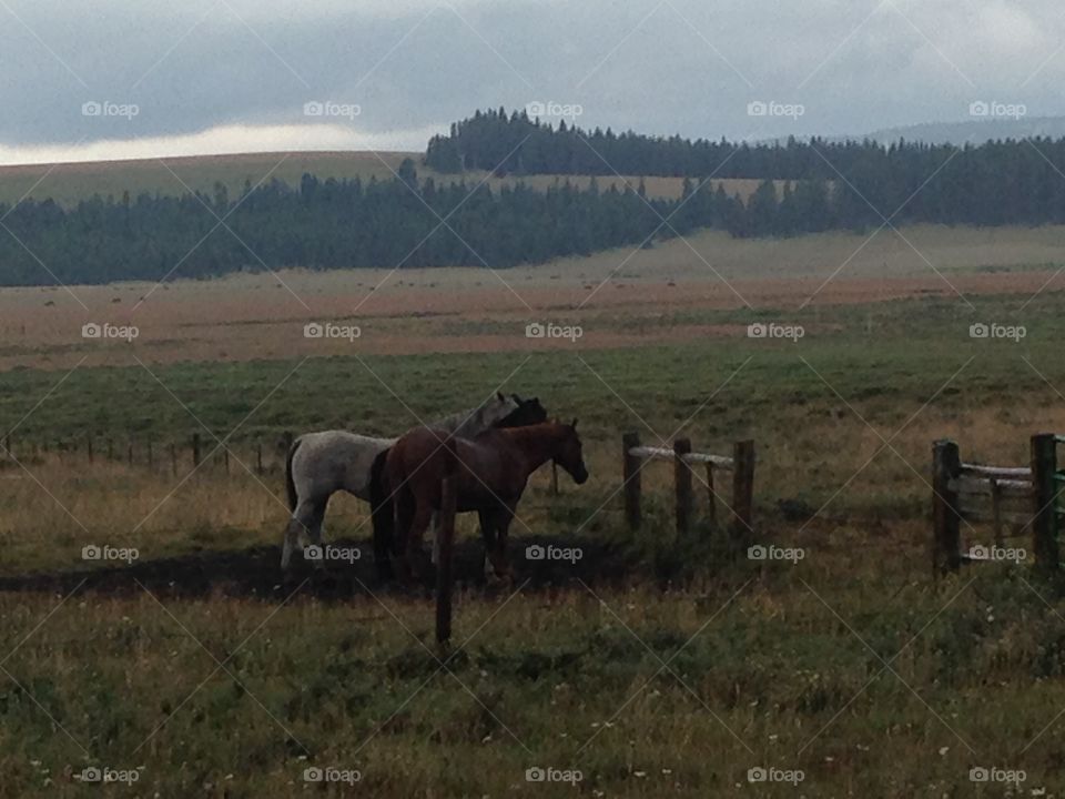 Horses . Horses at a Wyoming ranch