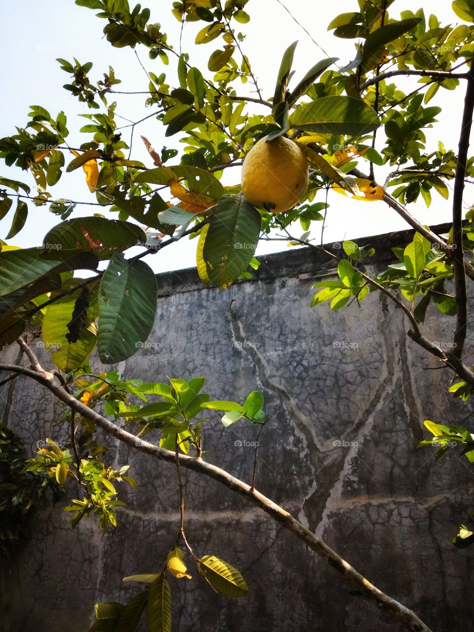 Guava fruit grown in trees