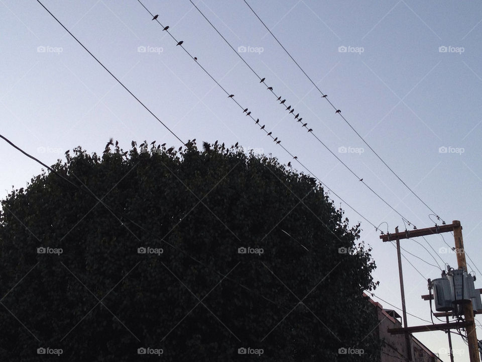 sky tree birds wire by leanderthal