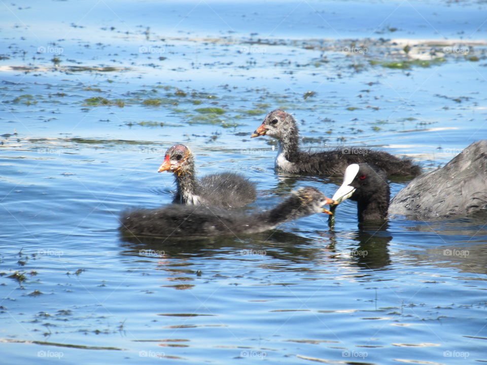 wild ducklings in nature in the river