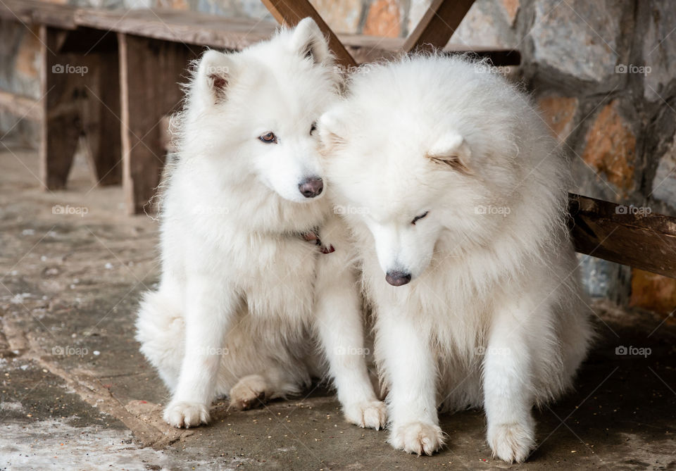 Two White Siberian Husky Dogs
