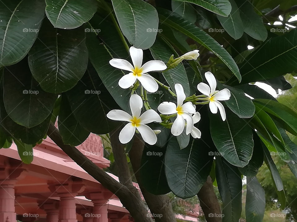 White Flowers