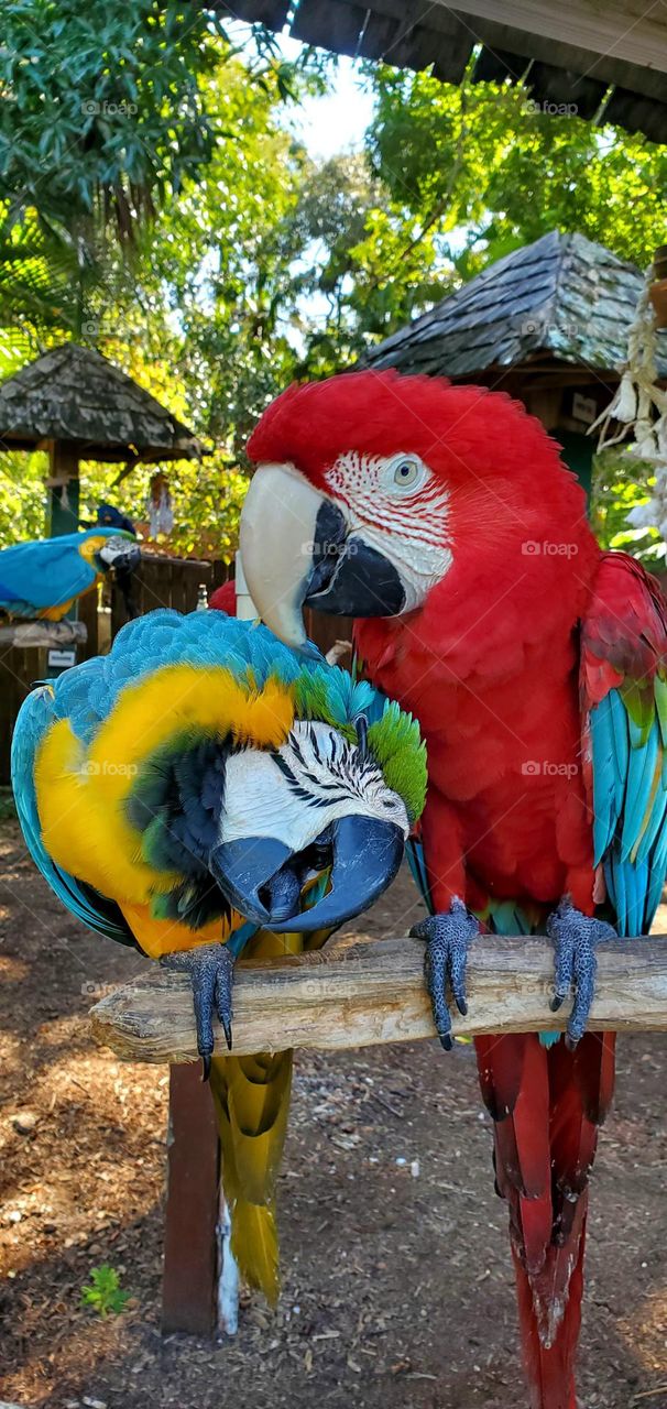 two colorful parrots