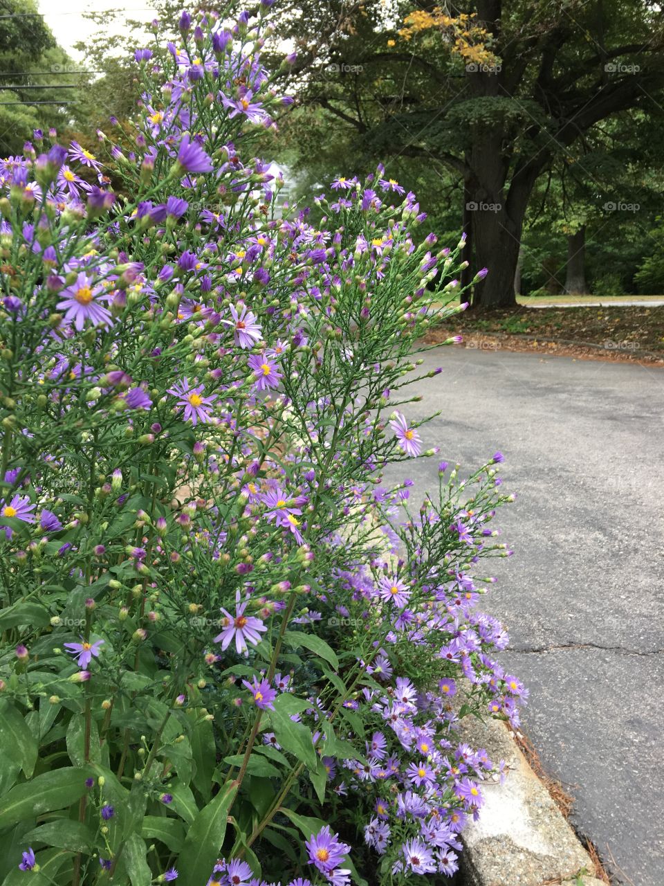 Purple flower bush along driveway, showing big tree with autumn changes.