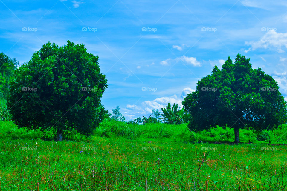 two photos of green trees in the mountains