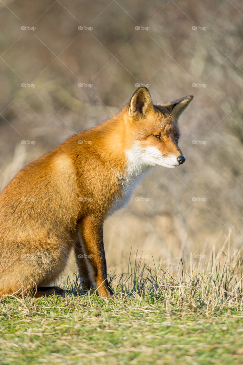 Fox
