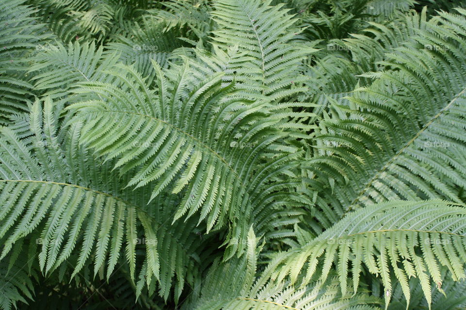 Fern 