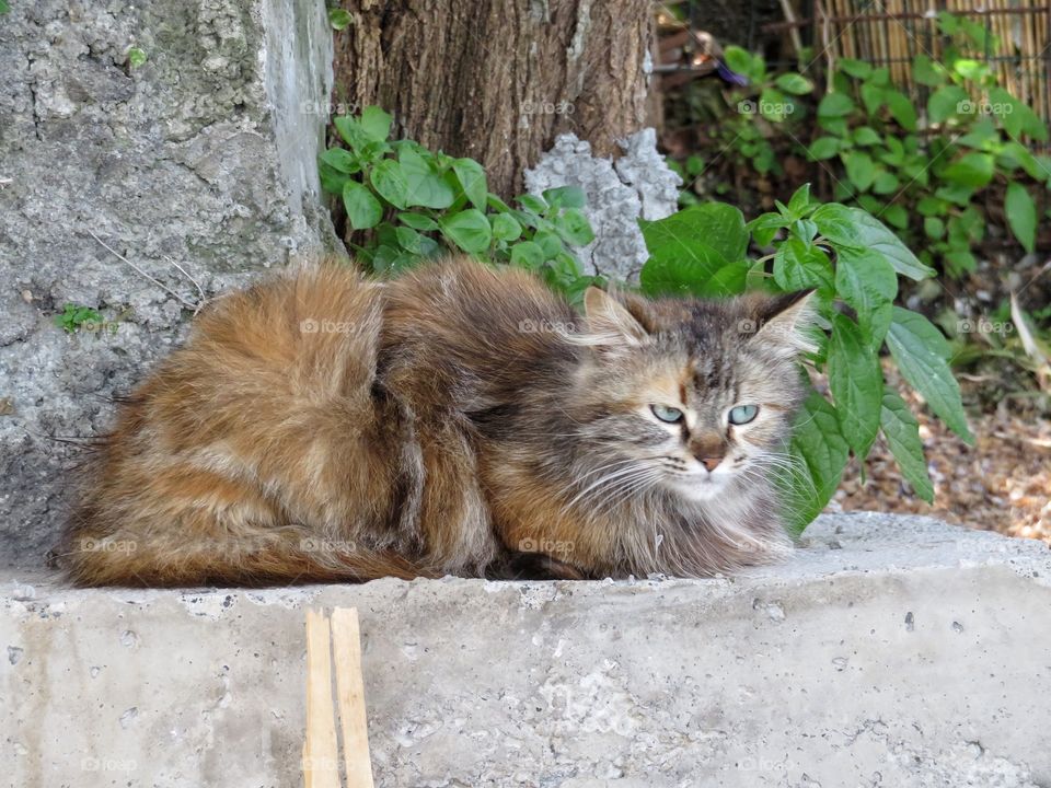 Nice Italian cat