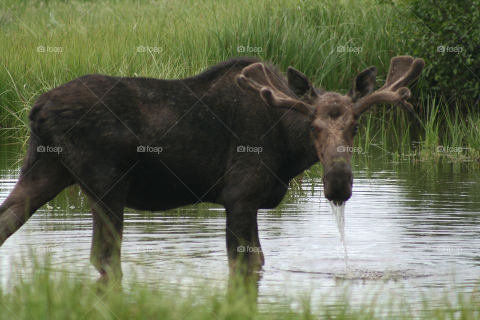 Moose in the Tetons 