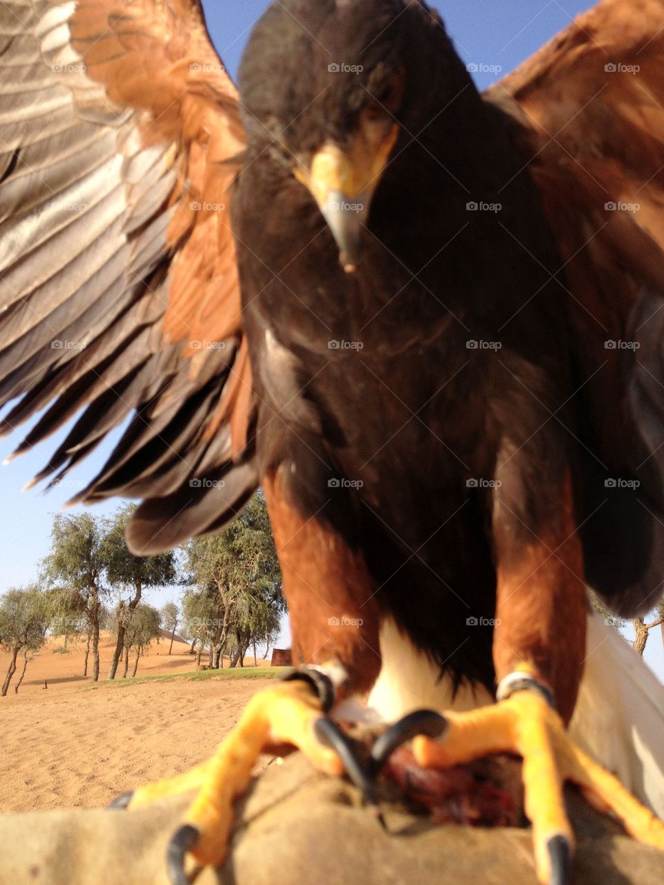 Flying and hunting with a falcon in the dessert