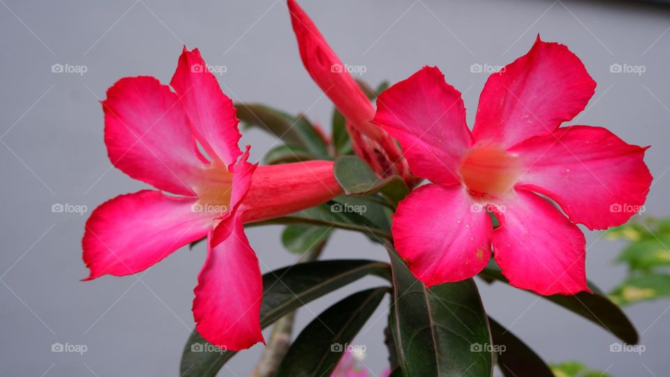 adenium is an ornamental plant species, the stem is large, the lower part resembles a tuber, the stem is not cambium, the roots can enlarge to resemble a tuber, the leaf shape is long, some are oval, pointed, small and large, the flower colors vary