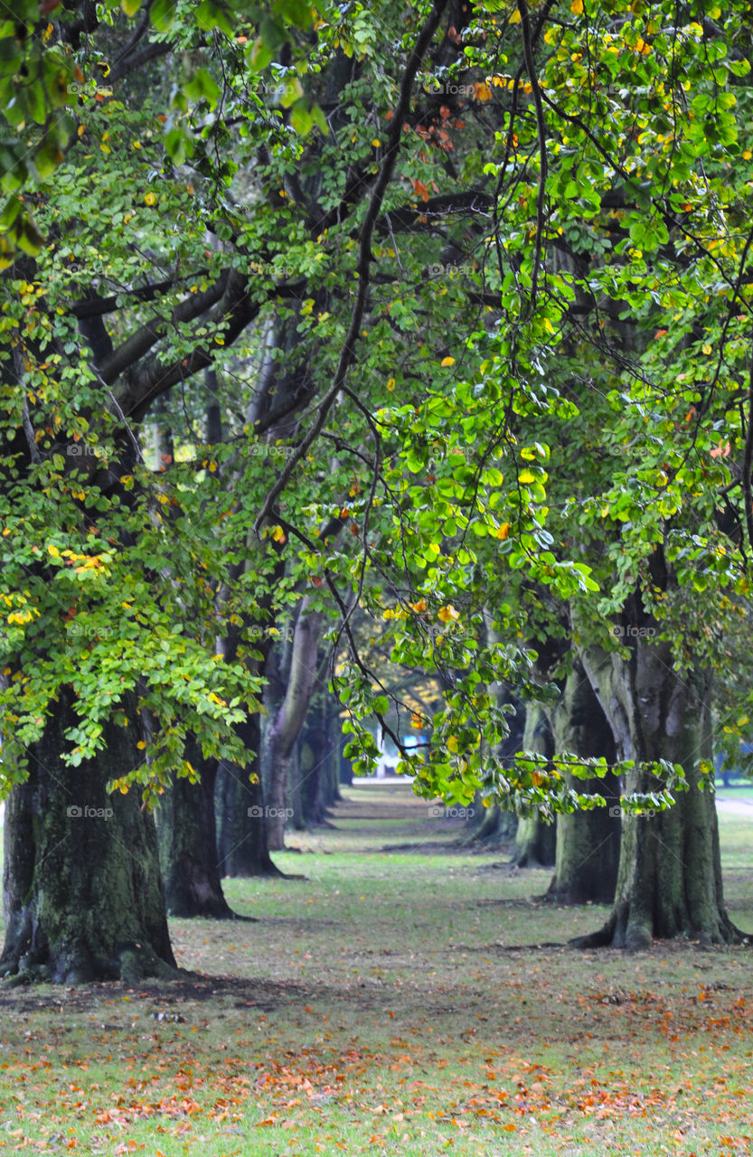 View of autumn forest