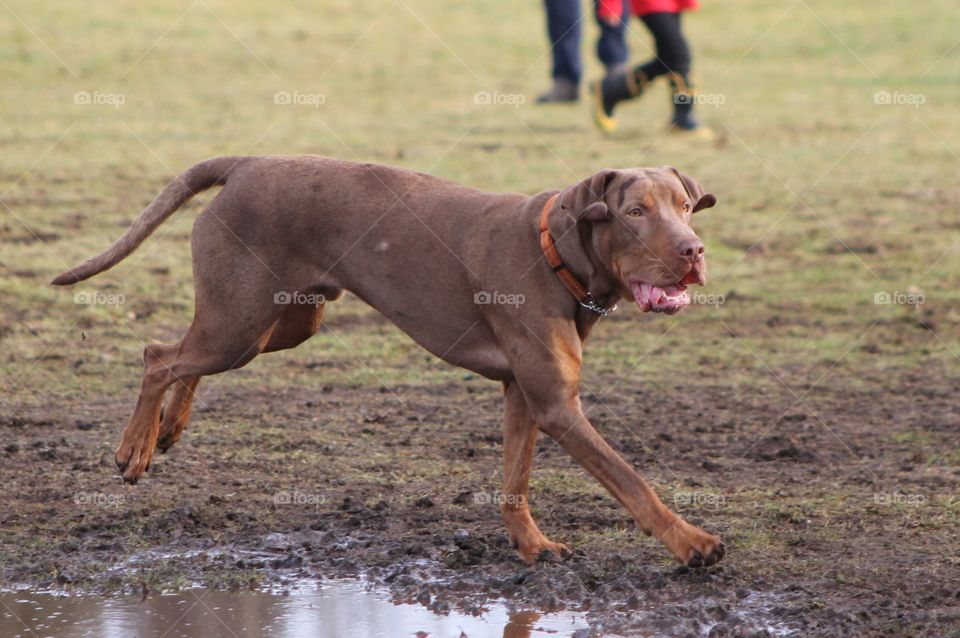 It was dog park time today and it was very busy! This brown dog couldn’t keep still and ran non-stop around the park. That was until he found the one puddle in the park and rolled right in!!!!